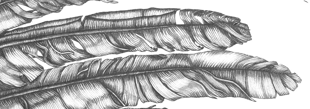 eagle-wing